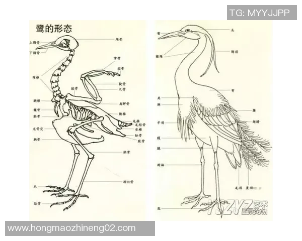 如何绘制足球明星的鞋子图案技巧与步骤详解 如何绘制足球明星的鞋子图案技巧与步骤详解